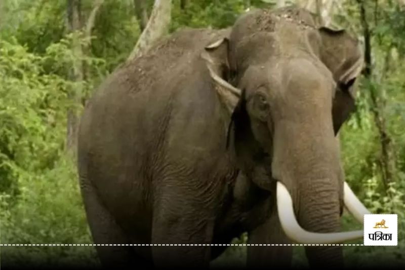 Elephant Attack: गजराज का उत्पात! महुआ बिन रही महिला का हाथ उखाड़ा, फिर ग्रामीण को कुचला, 2 की मौत