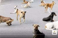 CG Dog Bite: श्वान का आंतक… औसतन हर दिन सात से आठ लोग डॉग बाइट के हो रहे हैं शिकार