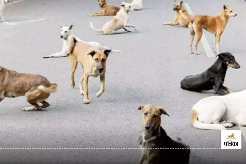 CG Dog Bite: श्वान का आंतक… औसतन हर दिन सात से आठ लोग डॉग बाइट के हो रहे हैं शिकार