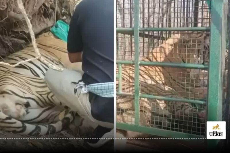 CG News: घायल बाघ का किया गया रेस्क्यू, शिकारियों के जाल में फंस कर हुआ घायल