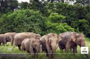 तालाब में डूबने से हाथी शावक की मौत (photo-patrika)