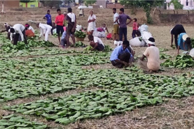 तेंदूपत्ता घोटाले के बाद संग्राहकों के खुलेंगे बैंक खाते, 920 करोड़ राशि का होगा ऑनलाइन भुगतान..