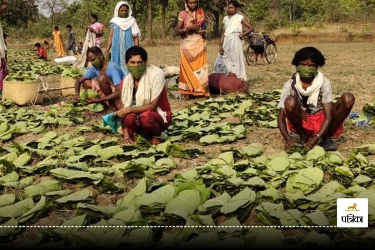 CG News: तेंदूपत्ता खरीदी की तैयारियां अंतिम चरण में, इस बार 16 लाख मानक बोरा का टारगेट