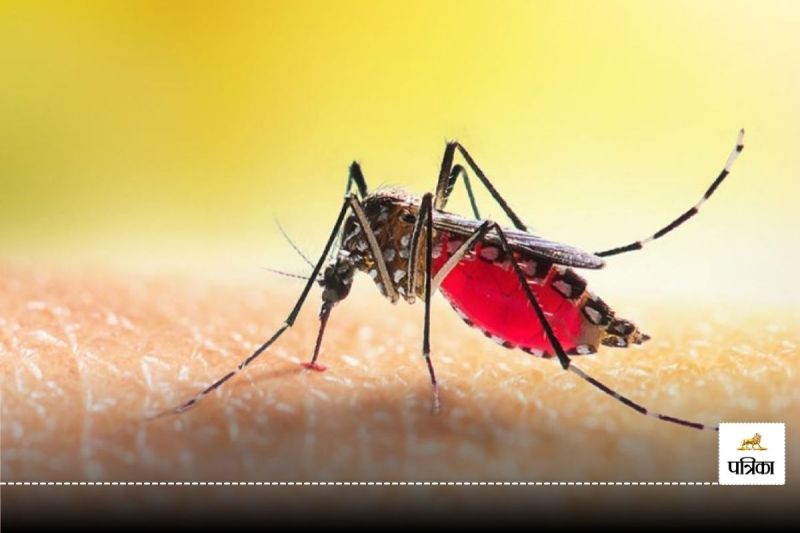 World Malaria Day: विश्व मलेरिया दिवस आज... बीजापुर, दंतेवाड़ा और नारायणपुर में प्रदेश के 62 फीसदी केस