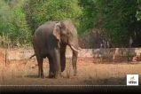 CG Elephant Attack: