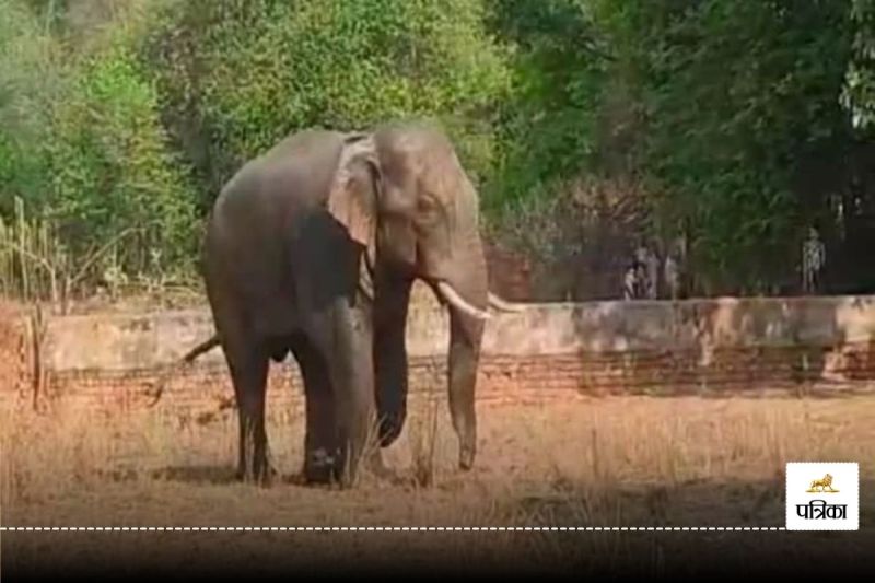 CG Elephant Attack: खेत जा रहे ग्रामीण का अचानक हाथी से हुआ सामना, फिर जो हुआ… मची खलबली