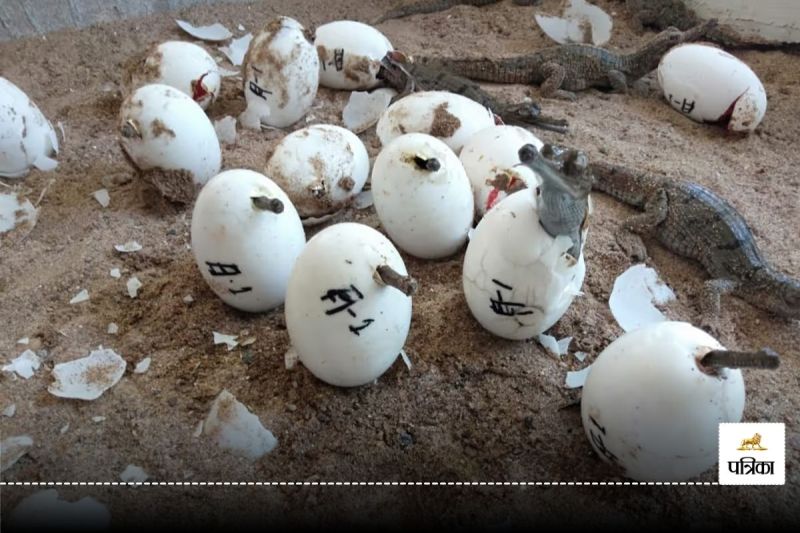 CG News: प्रजनन काल शुरू! अंडे फूटने के बाद गांव की गलियों में फिर बिलबिलाएंगे मगरमच्छ, दहशत में जी रहे लोग