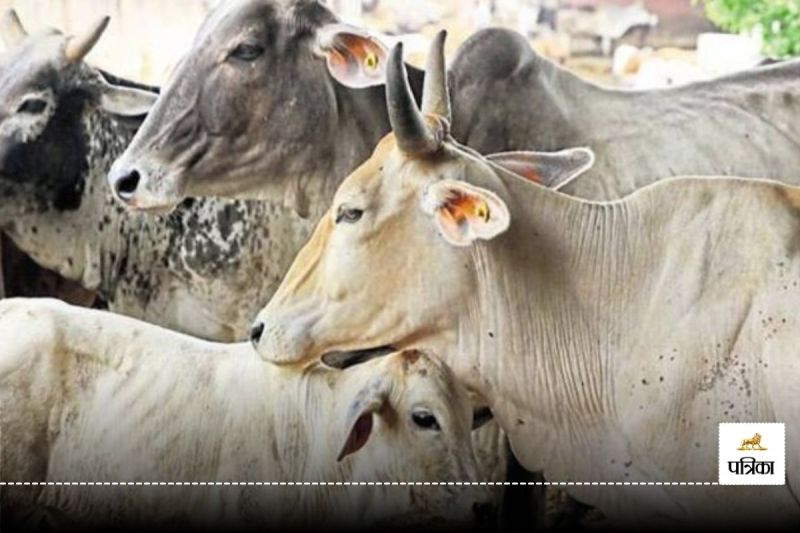 CG Crime News: मंदिर के पास कटे मिले गौमाता के कान, देखकर लोगों के उड़े होश… हिंदू समाज में आक्रोश