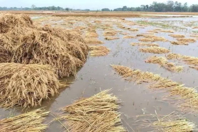 weather damage Farmers crisis