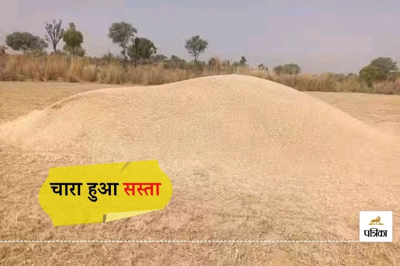 Rajasthan Tonk Cattle Farmers Big Relief Wheat Crop Bumper Fodder Prices Huge Drop
