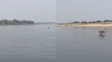 गंगा में दिखाई पड़ी डॉल्फिन
