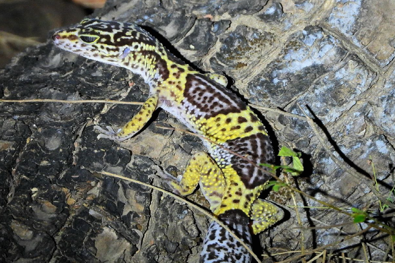 Leopard Gecko