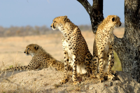 Madhya Pradesh relocating leopards