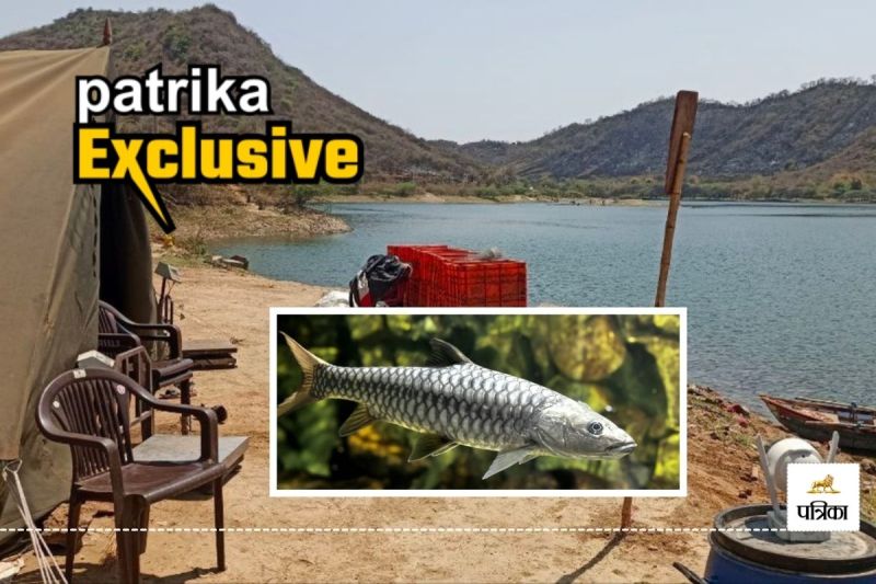 Rajasthan Fisheries Department Feat World Rarest Mahseer Fish Life in Crisis