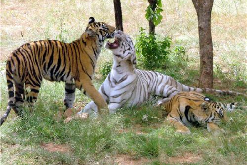 More than 50 wildlife have been treated in the rescue center of Van Vihar national park so far