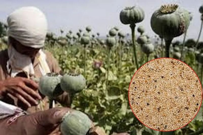 Opium-cultivation
