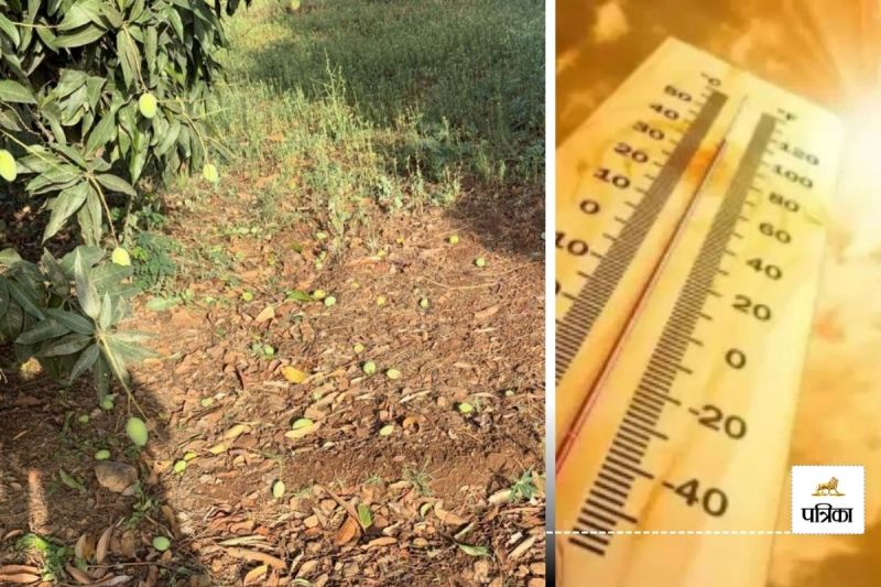 Banswara Mango Crop Heavy Losses due to Thunderstorm Rajasthan Weather Change Today IMD Alert