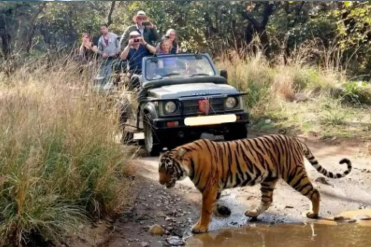 Ranthambore: फिर ना हो जाए बड़ा हादसा, त्रिनेत्र गणेश मंदिर मार्ग बाघ-बाघिन का
मूवमेंट, श्रद्धालुओं में दहशत, सांभर का किया शिकार