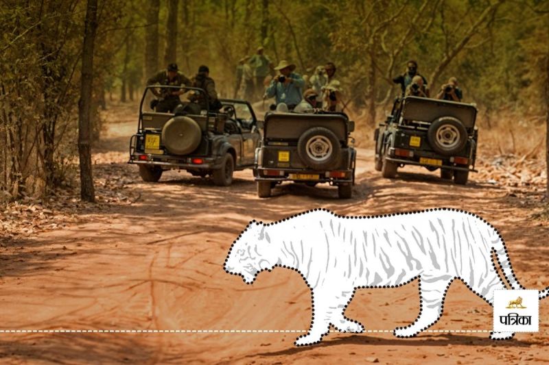 Rajasthan Ranthambore Tiger Reserve Security Shocking News One Year 16 Tigers and Tigresses Missing Forest Department Unaware