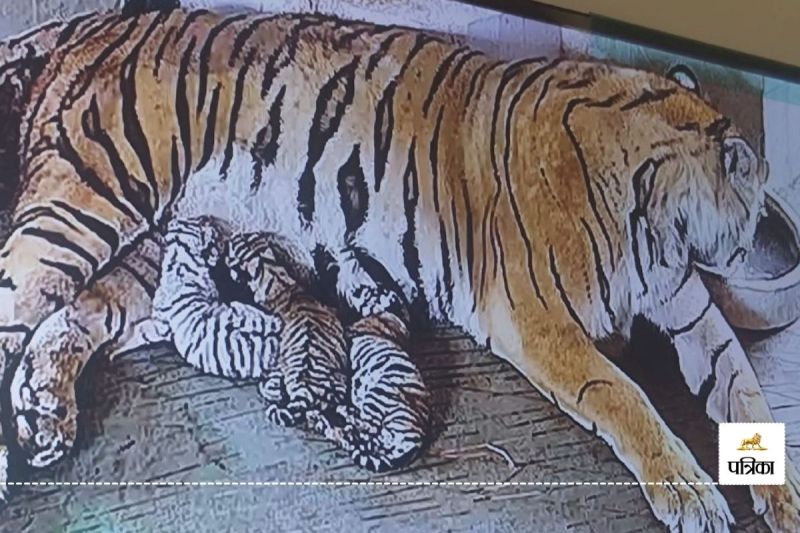 Jaipur Nahargarh Biological Park Came Great News Tigress Rani Gave Birth to 5 Cubs one White and 4 are Golden Bengal Tigers Created History