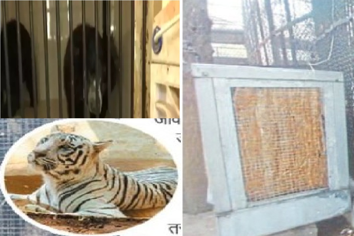 CG News: नंदनवन पक्षी विहार व जंगल सफारी में गर्मी के विशेष इंतजाम, जानवरों के लिए लगा कूलर..