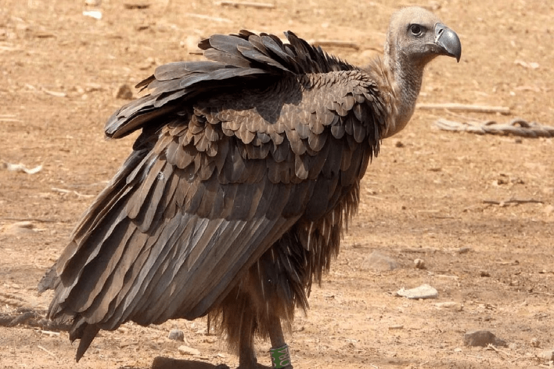 Vulture Conservation in MP