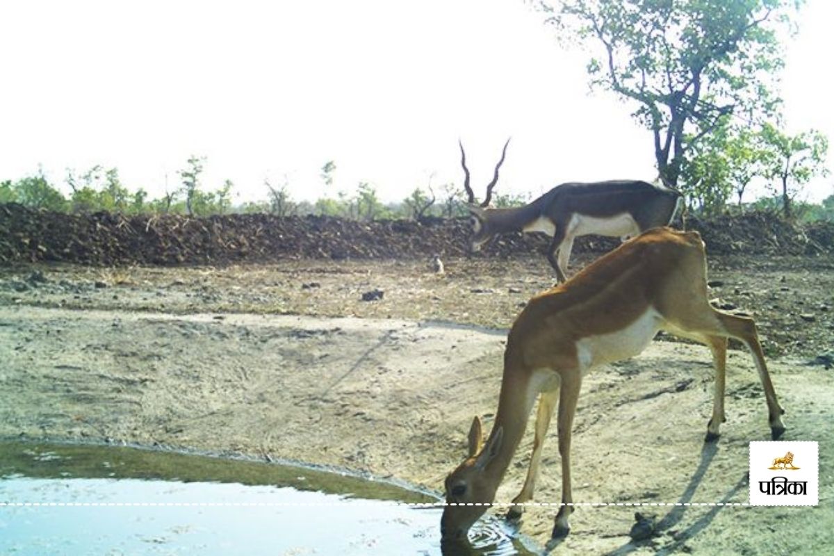 Ajmer Wild Animals Counting will be done from 12 May this is Basis of Counting