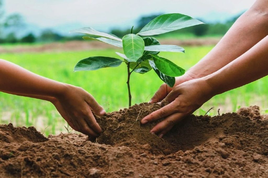 Gift of plants