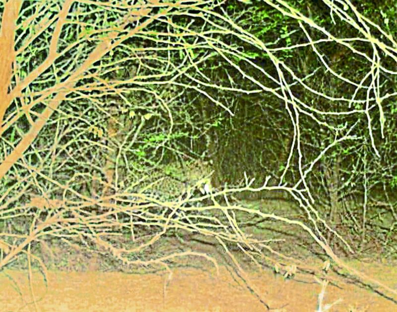 कालदां के जंगलों से आबादी में आने लगे वन्यजीव, खतरा बढ़ा