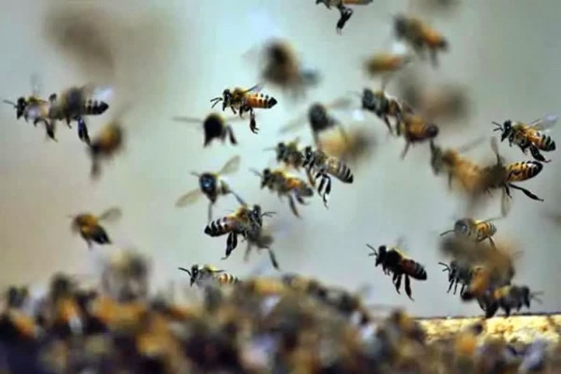 CG News: छत्तीसगढ़ में मधुमक्खियों का कहर, एक माह में 10 से ज्यादा मौतें, साल में 200 पार