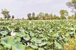 CG News: ढेंस की खेती से कम लागत में अधिक लाभ, एक एकड़ में हो रही 50 हजार की
आमदनी - image