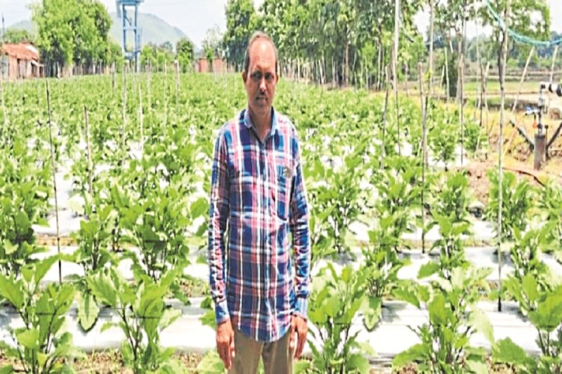 CG News: इस फसल की खेती से हो रही 5 लाख तक की कमाई, किसान ने बताई अपनी अनोखी तकनीक