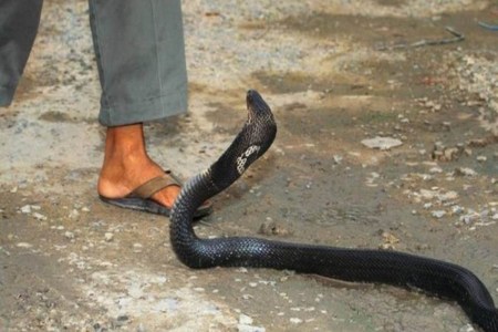Snake bite