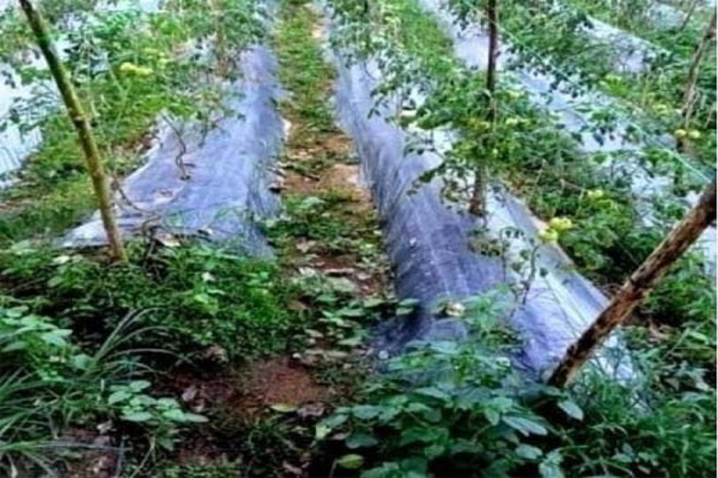 CG News: ग्राफ्टेड टमाटर और मिर्च की खेती दे रही अच्छा मुनाफा, लाखों कमा रहे किसान