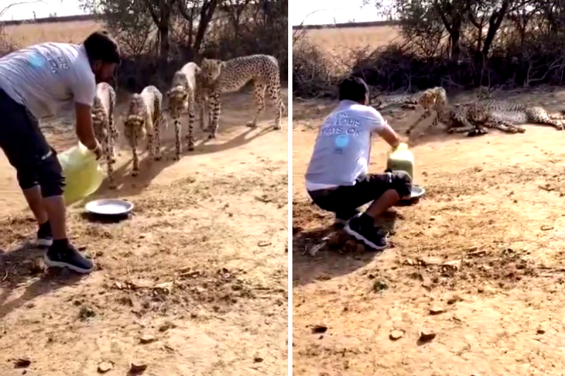 Cheetah Hunting Video