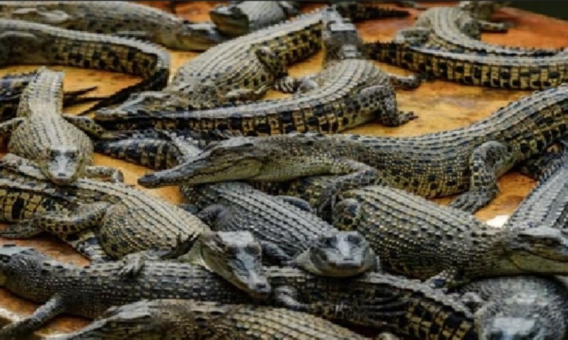 Crocodile Colour Changed