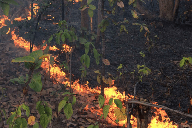 More than 60 incidents of arson in Mahu-Manpur forest area because of greed of Mahua collectors in mp