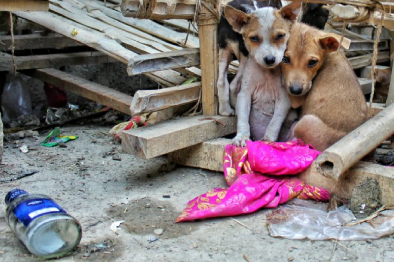 Horrific case of animal cruelty where a dog was tied to a cot and beaten in bhind mp
