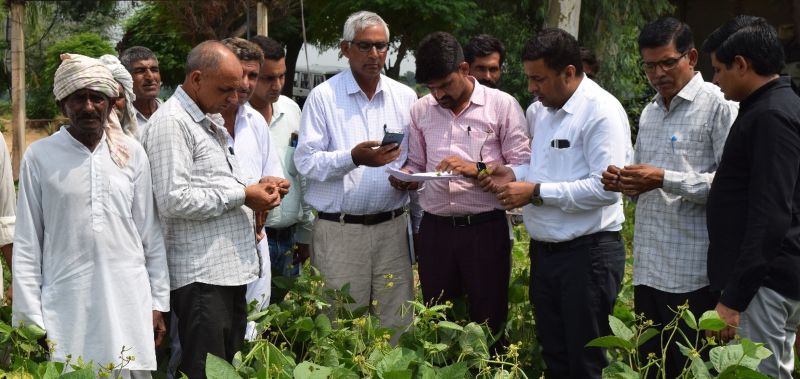 सफेद सोना मतलब कपास की बिजाई अगले सप्ताह से शुरू