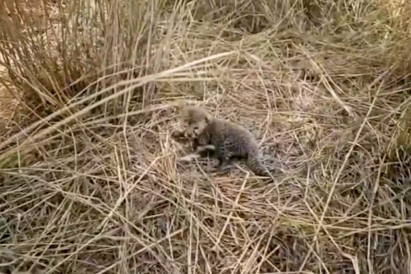 Female cheetah Nirva gave birth to five cubs in Kuno National Park mp