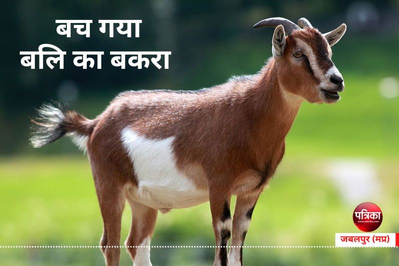 bali ka bakra