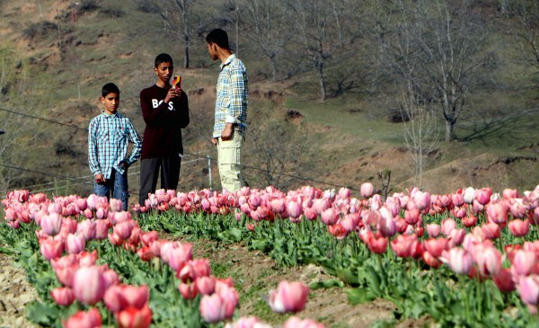 Tulip Garden