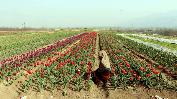 Tulip Garden
