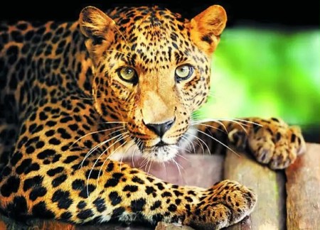 Panther
