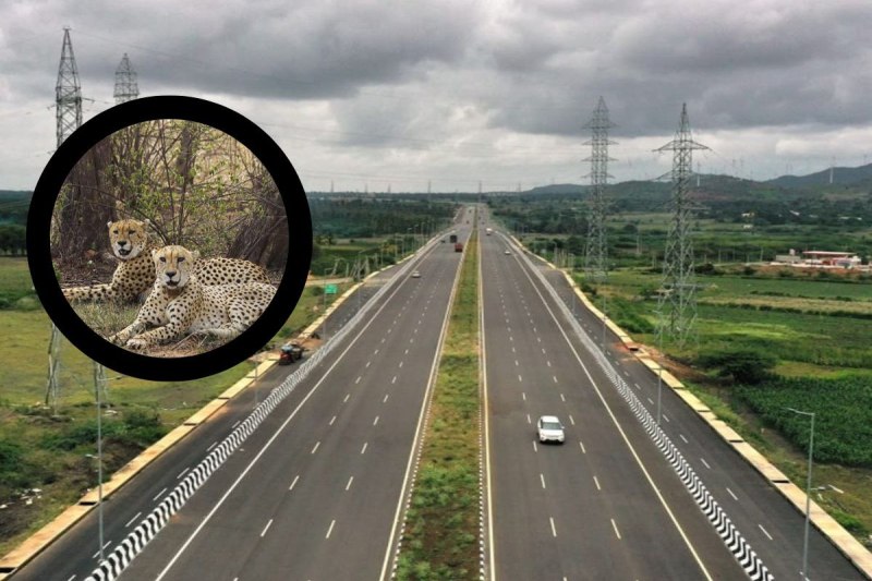 Work on NH 52 Extension Project worth Rs 495 crore stuck due to wildlife corridor in sheopur