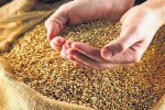 ration wheat scam