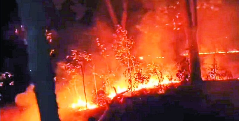 टाइगर रिजर्व के जंगलों में धधक रही आग, हजारों पेड़-पौधे जलकर राख