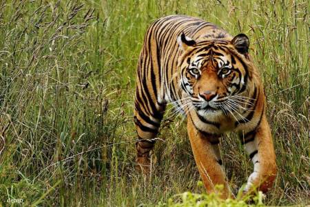 Kanha Tiger Reserve declared best habitat for tigers