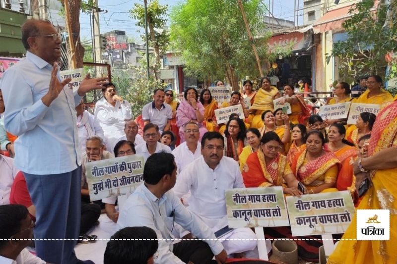 Nilgai killing Law Against Ruckus in Rajasthan more than 40 Organizations sat on a Dharna