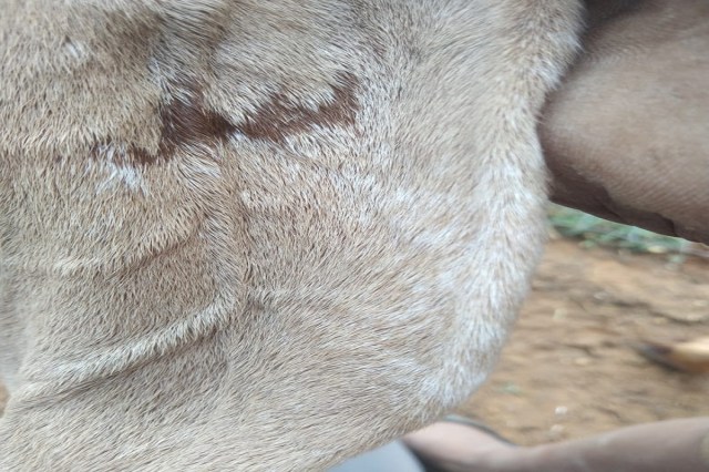 Allah Written on Ears of Goat